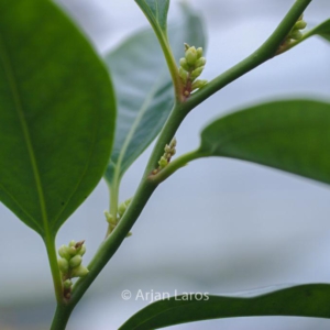 Sarcococca coriacea