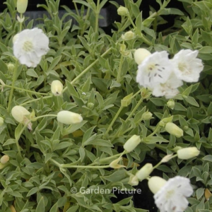 Silene maritima 'Weisskehlchen'