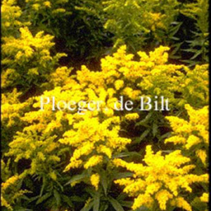 Solidago 'Golden Baby'