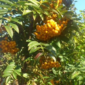 Sorbus 'Autumn Spire'