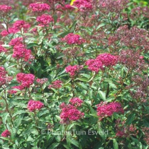 Spiraea bumalda 'Anthony Waterer'