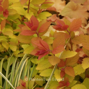 Spiraea japonica 'Double Play Big Ban'