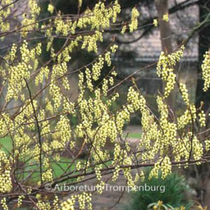 Stachyurus praecox 'Celina'