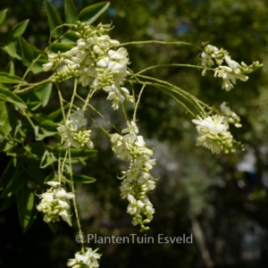 Sophora japonica