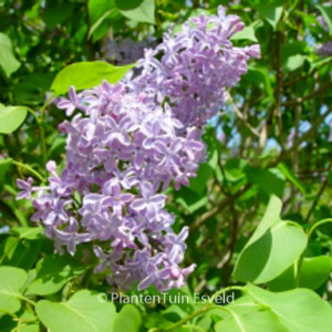 Syringa rhodopaea