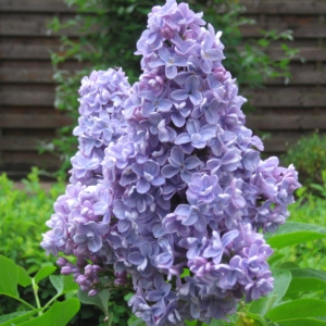 Syringa vulgaris 'Carpe Diem'