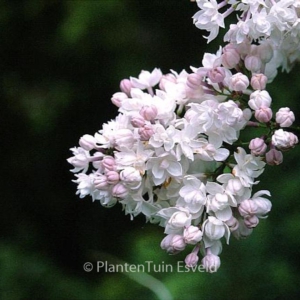 Syringa vulgaris 'Beauty of Moscow'