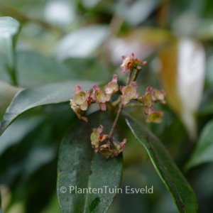 Syzygium paniculatum