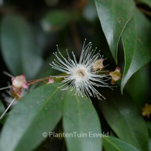 Syzygium paniculatum