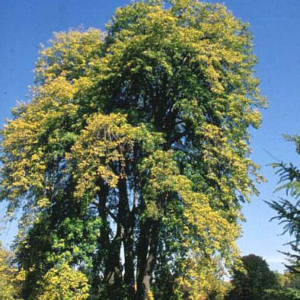 Tilia petiolaris