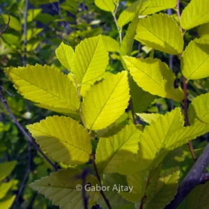 Ulmus pumila 'Beijing Gold'