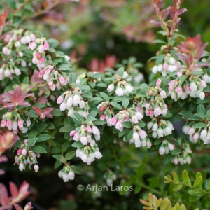 Vaccinium mortinia