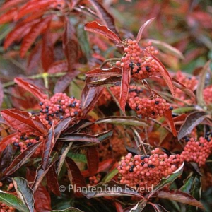 Viburnum lentago 'Pink Beauty'