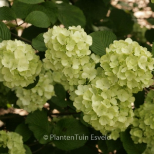 Viburnum plicatum 'Rotundifolium'