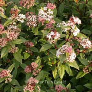 Viburnum tinus 'Spirit'