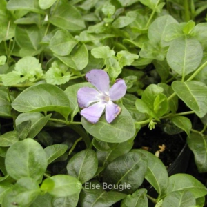 Vinca minor 'Bowles Variety'