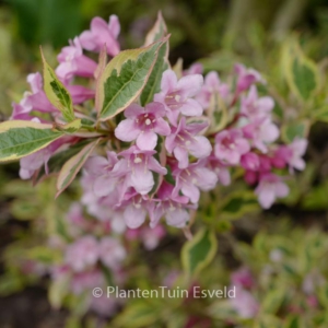 Weigela florida 'Magical Rainbow'