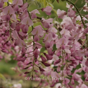 Wisteria floribunda 'Multijuga Rosea'