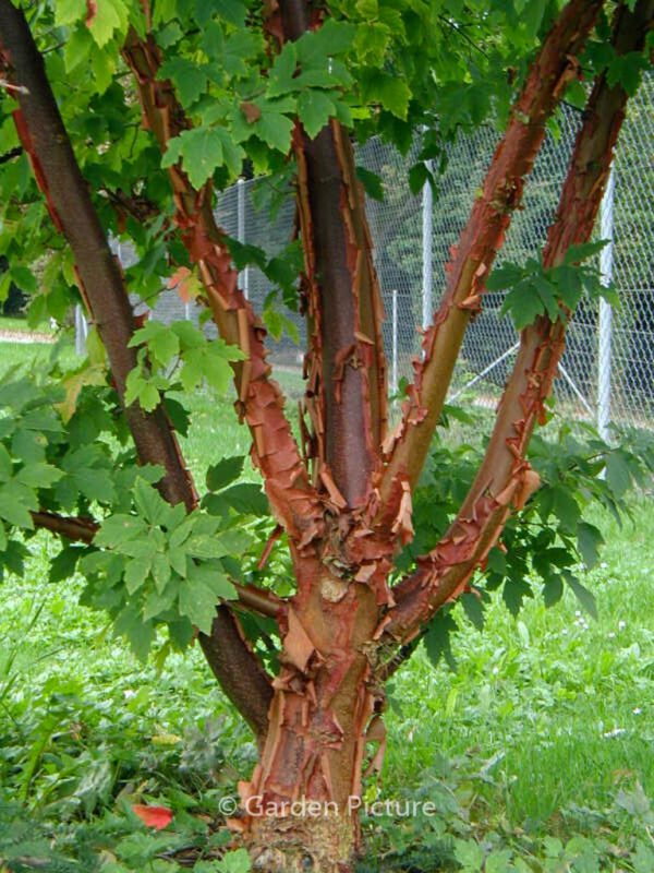 Acer griseum