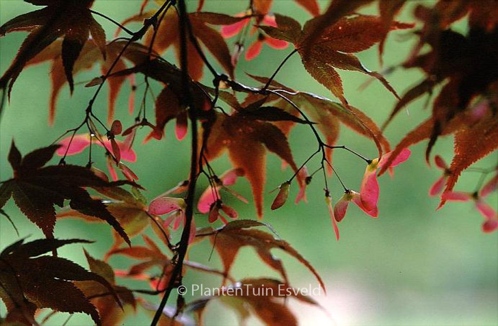 Acer palmatum 'Bloodgood' – Esveld Shop