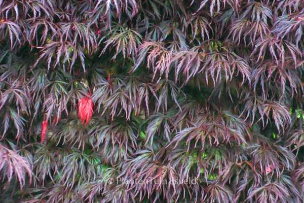 Acer palmatum 'Crimson Queen' - Image 2