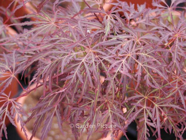 Acer palmatum 'Crimson Queen' - Image 6