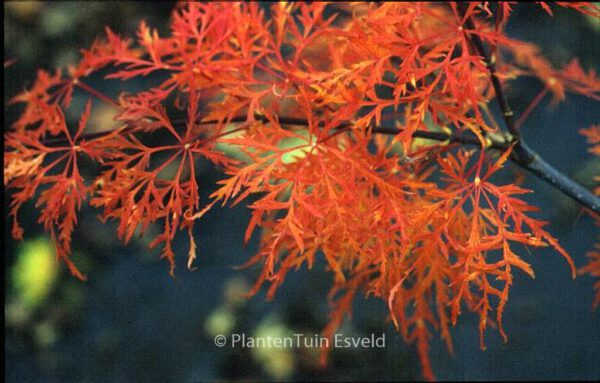 Acer palmatum 'Emma' - Image 2