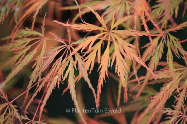 Acer palmatum 'Emma'