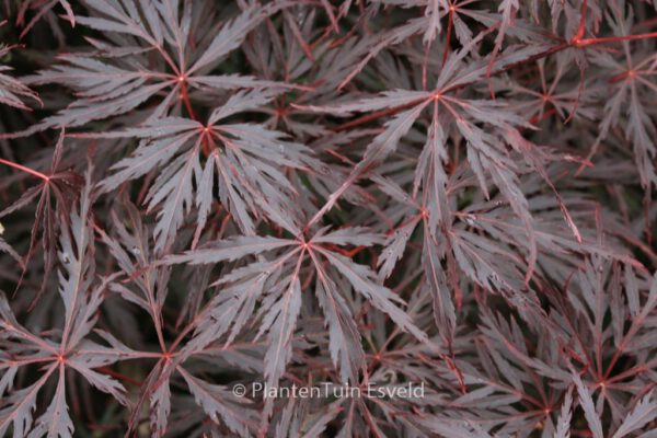 Acer palmatum 'Firecracker' - Image 4