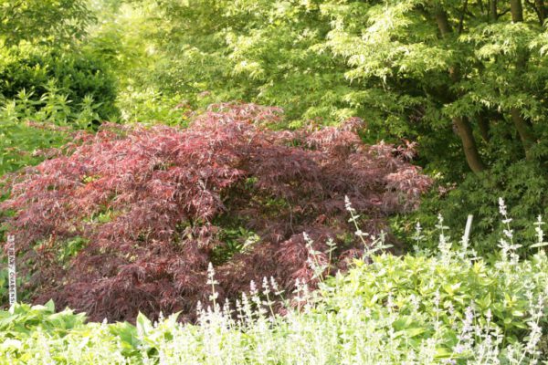 Acer palmatum 'Firecracker' - Image 6