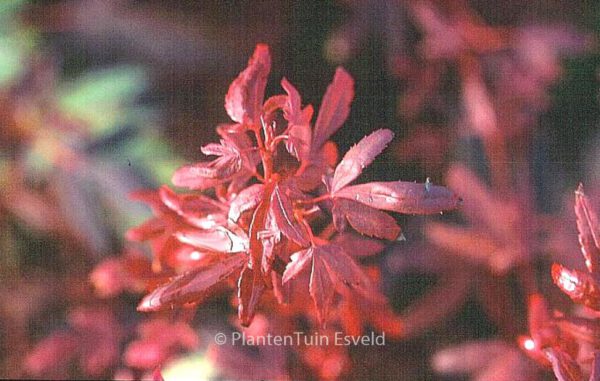 Acer palmatum 'Hime-shojoh' - Image 2