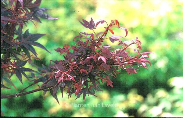 Acer palmatum 'Hime-shojoh' - Image 3