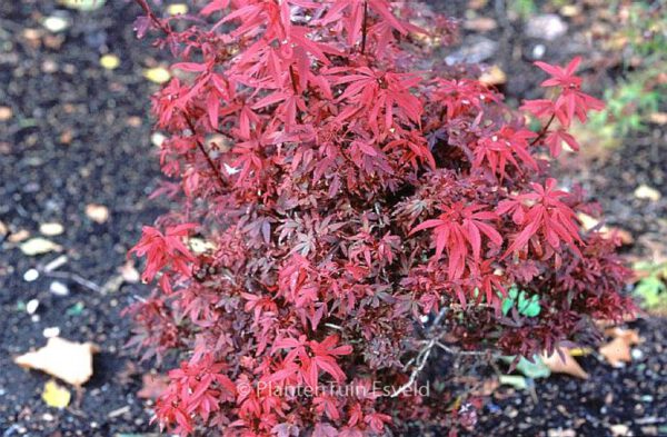 Acer palmatum 'Hime-shojoh'