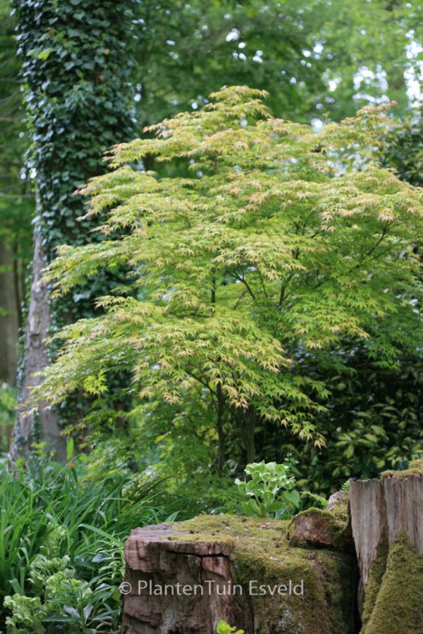 Acer palmatum 'Katsura' - Image 6