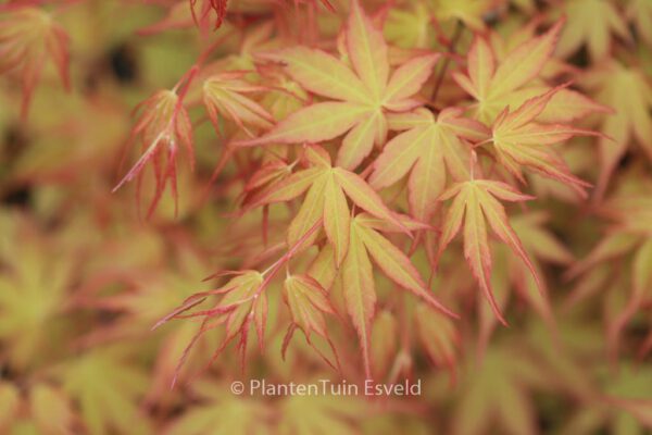 Acer palmatum 'Katsura' - Image 7