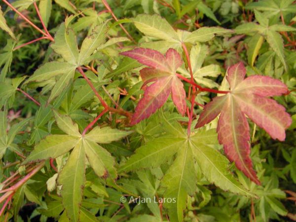 Acer palmatum 'Katsura' - Image 8