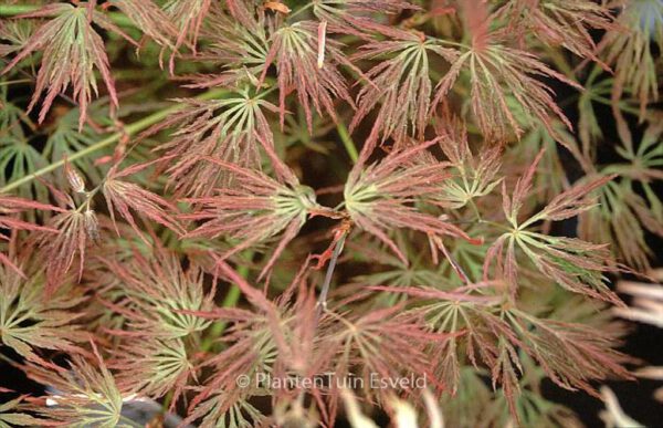 Acer palmatum 'Otto's Dissectum' - Image 2