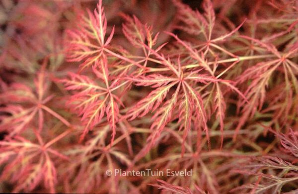 Acer palmatum 'Otto's Dissectum' - Image 3