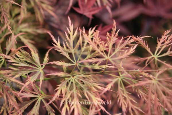 Acer palmatum 'Otto's Dissectum' - Image 4