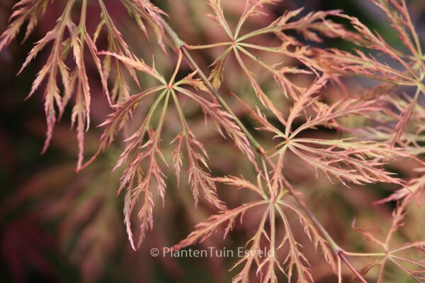 Acer palmatum 'Otto's Dissectum' - Image 5