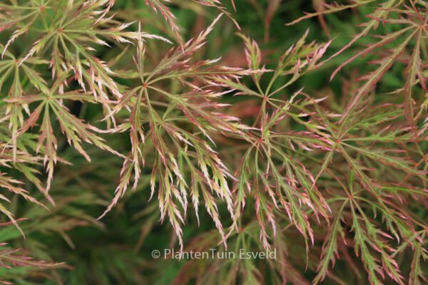 Acer palmatum 'Otto's Dissectum' - Image 6