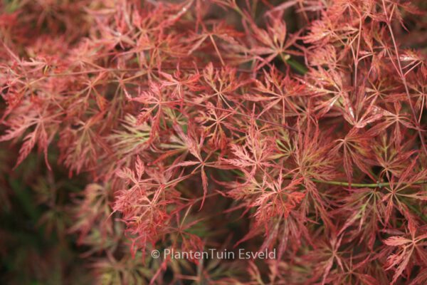 Acer palmatum 'Otto's Dissectum' - Image 7