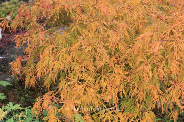 Acer palmatum 'Otto's Dissectum' - Image 8