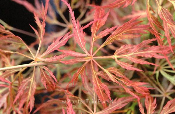 Acer palmatum 'Otto's Dissectum'