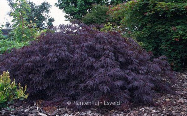 Acer palmatum 'Shojo-shidare' - Image 2