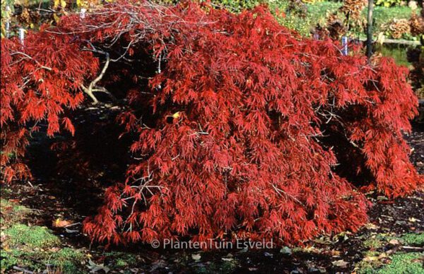 Acer palmatum 'Shojo-shidare' - Image 3