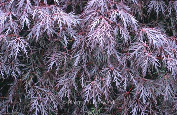 Acer palmatum 'Shojo-shidare' - Image 4