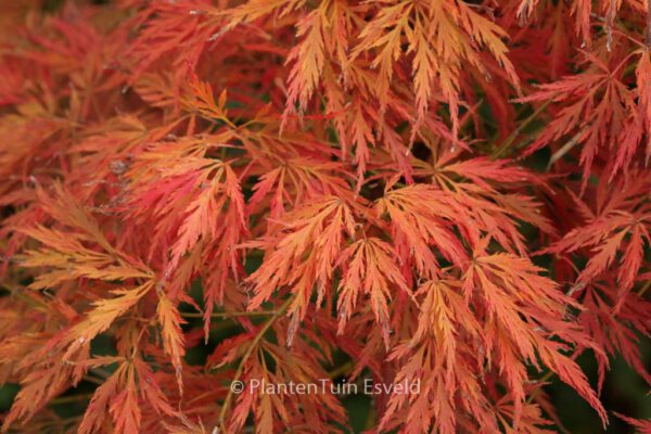 Acer palmatum 'Shojo-shidare'