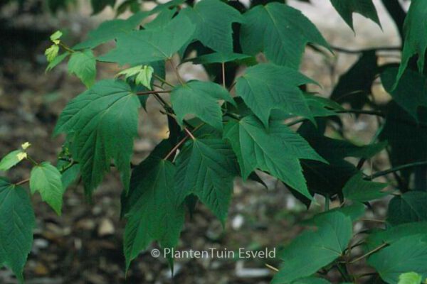 Acer pensylvanicum - Image 2