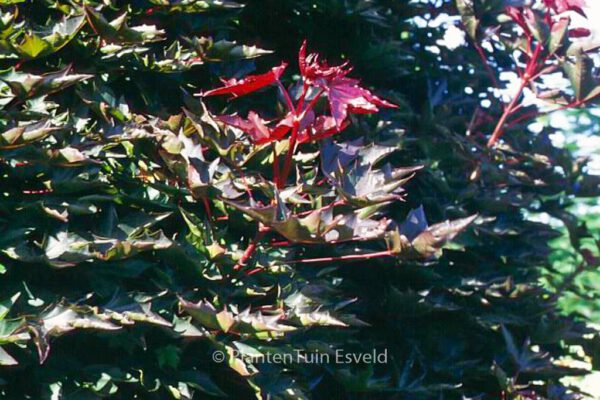 Acer platanoides 'Crimson Sentry' - Image 2